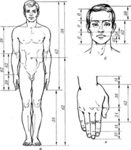 corpo umano fibonacci2